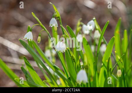 Delicati fiori bianchi di fiocco di neve estivi al sole del tardo inverno Foto Stock