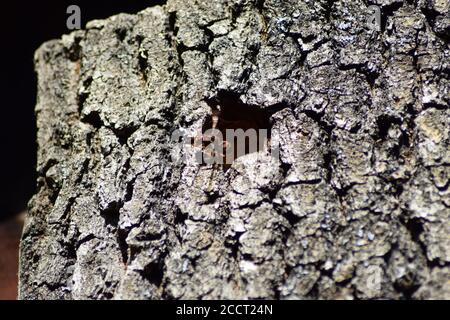 il nido di hornet con un calabrone di guardia all'ingresso Foto Stock