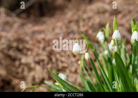 Delicati fiori bianchi di fiocco di neve estivi al sole del tardo inverno Foto Stock