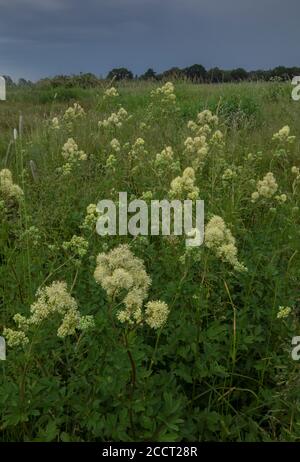 Comune prato-rue, Thalictrum flavum, che cresce abbondantemente in umido prato alluvionale, fiume Avon, Hants. Foto Stock