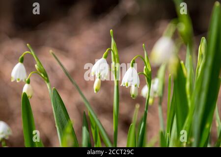 Fiori di fiocco di neve estivi che crescono su Chailey comune in Sussex Foto Stock