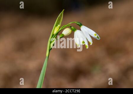 Un primo piano di un fiore di fiocco di neve estivo, che cresce su Chailey Common in Sussex Foto Stock