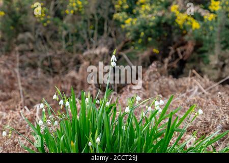 Fiori di fiocco di neve estivi che crescono su Chailey comune in Sussex Foto Stock