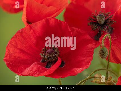 Papavero comune, rhoeas papaver, fiore in primo piano. Foto Stock