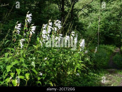Forma bianca del gigante Bellflower Campanula latifolia che cresce Il Kongevegen vicino a Galdane in Laerdal Norvegia centrale Foto Stock