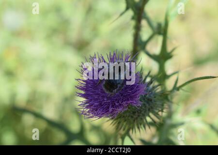 bumblebee sul tistello viola Foto Stock
