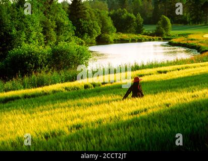 Donna con rosso aveva e vestito a piedi attraverso il campo di grano lungo il fiume in Finlandia. Foto Stock