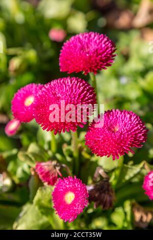 Graziosi fiori di bellis rosa, con una profondità di campo poco profonda Foto Stock