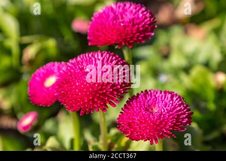 Graziosi fiori di bellis rosa, con una profondità di campo poco profonda Foto Stock