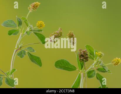 Medico nero, Medicago lupulina, in fiore e frutta. Piante comuni di erbaccia e di erba. Foto Stock