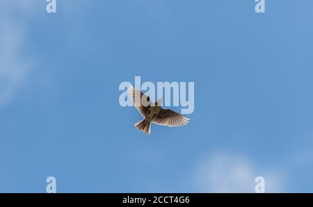 Skylark, Alauda arvensis, in volo durante la stagione riproduttiva. Foto Stock