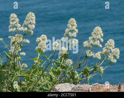 Rosso valeriano, centranthus ruber, nella sua forma bianca, naturalizzato su rocce calcaree costiere, Portland, Dorset. Foto Stock