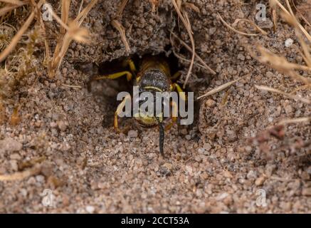 Lupo femminile, triangolo di Philanthus, all'ingresso del suo nido, sulla brughiera, Dorset. Foto Stock