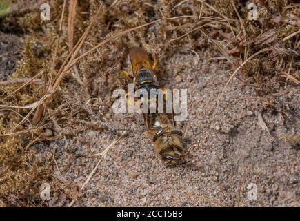 Beewolf femmina, triangulum di Philanthus, che arriva al buco del nido che porta la preda dell'ape del miele. Dorset. Foto Stock