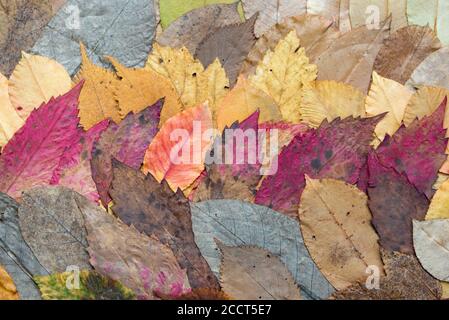 autunno asciugato foglie colorate tessuto di sfondo Foto Stock