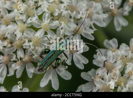 Maschio a coscia spessa, Oedemera nobilis, che si nutrono di fiori di Hogweed. Foto Stock
