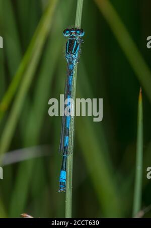 Male damselfly meridionale, Coenagrion mercuriale, arroccato sulla corsa nella zona di fen, Purbeck, Dorset. Foto Stock