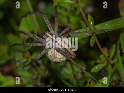 Femmina asilo nido web ragno, Pisaura mirabilis femmina che porta uovo-bozzolo. Dorset. Foto Stock