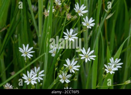 Stitchwort minore, stellaria graminea, in fiore in prateria ruvida. Foto Stock