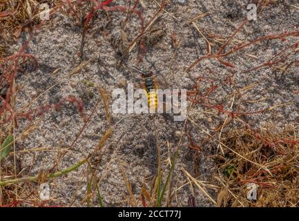 Beewolf, triangolo di Philanthus, in volo su terreno sabbioso vicino al nido, Dorset. Foto Stock