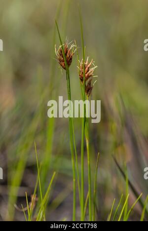 Siepe di becco bruno, Rhynchospora fusca, nella zona di brughiera, Hartland Moor, Purbeck; Dorset. Foto Stock