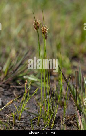 Siepe di becco bruno, Rhynchospora fusca, nella zona di brughiera, Hartland Moor, Purbeck; Dorset. Foto Stock