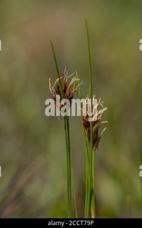 Siepe di becco bruno, Rhynchospora fusca, nella zona di brughiera, Hartland Moor, Purbeck; Dorset. Foto Stock