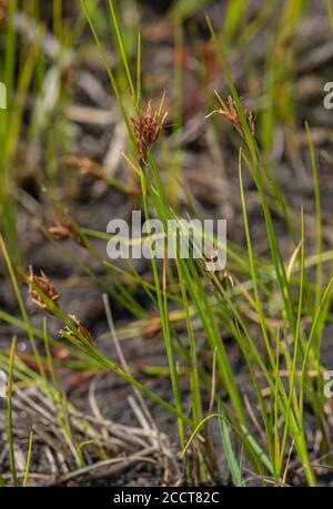 Siepe di becco bruno, Rhynchospora fusca, nella zona di brughiera, Hartland Moor, Purbeck; Dorset. Foto Stock