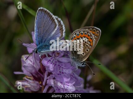 Coppia di coppie di colori blu con borchie argentate, Plebejus argus, on Heath Spotted Orchid, Dorset. Foto Stock