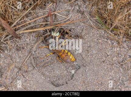 Beewolf, triangolo di Philanthus, conflitto tra il visitatore e la donna che emerge dalla nidificazione di un burrone in una brughiera sabbiosa. Dorset. Foto Stock