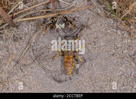 Beewolf, triangolo di Philanthus, conflitto tra il visitatore e la donna che emerge dalla nidificazione di un burrone in una brughiera sabbiosa. Dorset. Foto Stock