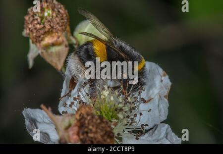 Bumblebee con coda di rombi, Bombus terrestris, che si nutrono di fiori di bramble. Foto Stock