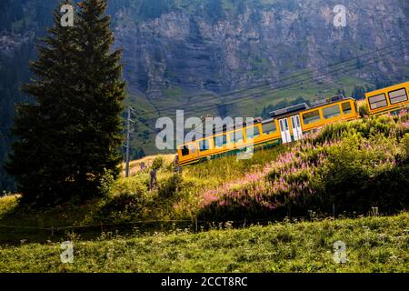 Wengen, Oberland Bernese, Svizzera - 3 agosto 2019 : treno giallo di Wengernalpbahn che scende da Kleine Scheidegg a Lauterbrunnen tra l'alpina Foto Stock