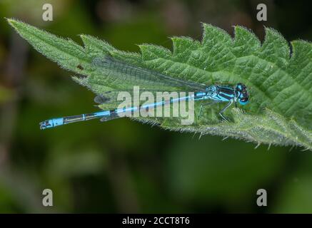 Damselfly azzurro maschile maturo, Coenagrion puella, arroccato su foglia di ortica. Foto Stock