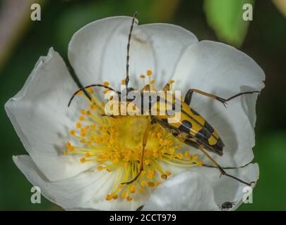 Longhorn nero e giallo, Rutpela maculata, alimentazione su campo di polline di fiori di rosa. Foto Stock