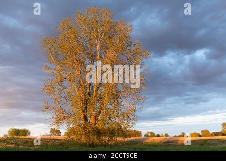 Albero di Cottonwood orientale (Populus deltoides), Primavera, e USA, di Dominique Braud/Dembinsky Photo Assoc Foto Stock