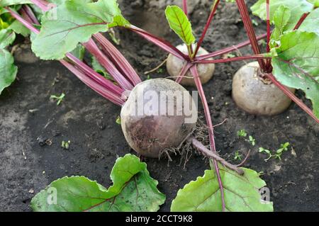 primo piano di pianta di barbabietola matura raccolta di fresco nel vegetale giardino Foto Stock