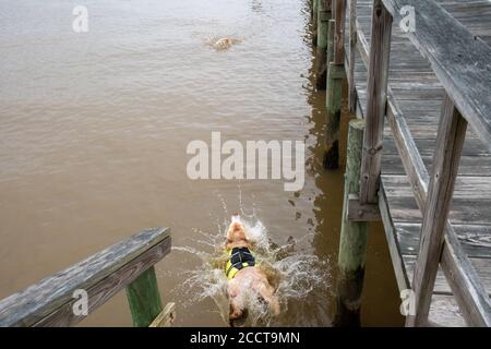 Senior Yellow Lab con tumori Mast Cell che giocano a saltare nel fiume dopo il suo giocattolo Foto Stock