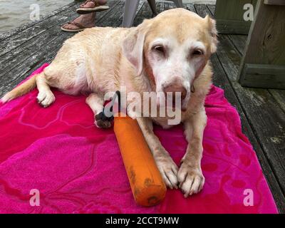 Un sopravvissuto al cancro delle orecchie si rilassa sul suo asciugamano dopo aver giocato a prendere al fiume. Cass ha tumori multipli delle cellule del palo ed ancora ha divertimento Foto Stock