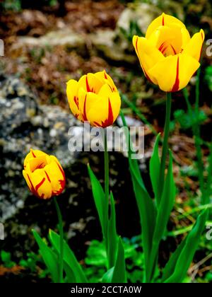 Primo piano di tre tulipani gialli con petali a strisce rosse in una fila in giardino Foto Stock