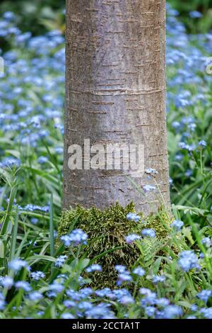 Base di tronco di Cherry Tree con crescita muschio circondato da Fogliame e fiori blu Forget-me-Not (Myosotis) Foto Stock