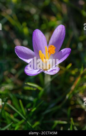 Fiore singolo di crocus viola alla fine dell'inverno Foto Stock