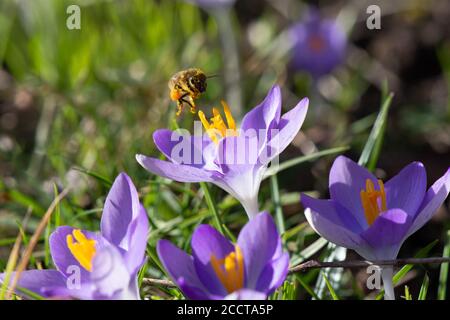 Ape coperta di polline giallo che vola su fiori di crocus viola alla fine dell'inverno Foto Stock