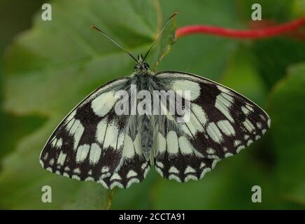 Adulto marmorizzato Bianco, Melanargia galatea, si stabilì su foglia, Hampshire. Foto Stock