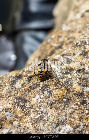 Un hoverfly conosciuto come 'il calciatore' Helophilus che riposa in il sole su un muro di pietra sopra un piccolo stagno Foto Stock