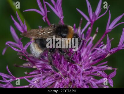 Foresta cucucuculo bumblebee, Bombus sylvestris, visita Knapweed fiore. Foto Stock