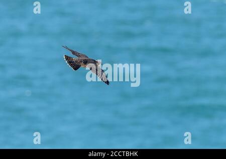 Giovane falco peregrino, Falco peregrinus, in volo vicino al sito nido di Portland, Dorset. Foto Stock