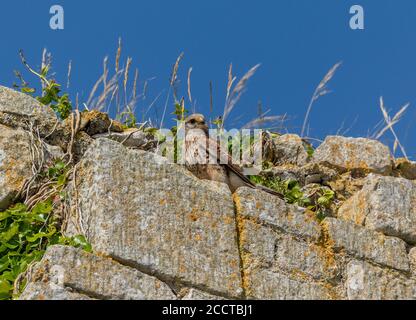 Giovane gheppio comune, Falco tinnunculus, atterraggio a muro, vicino al sito di nido; Portland, Dorset. Foto Stock