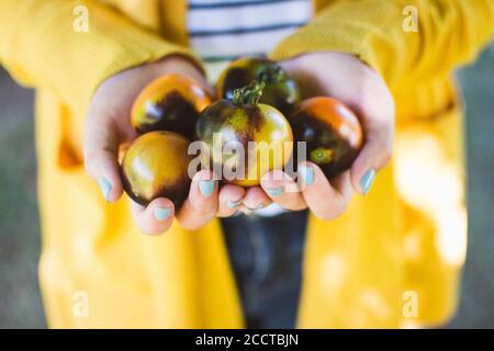 Primo piano di una manciata di pomodori freschi raccolti da giardino Foto Stock