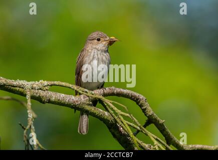 Flycatcher macchiato, Muscicapa striata, con preda di falena vaponer maschio in becco. Foto Stock